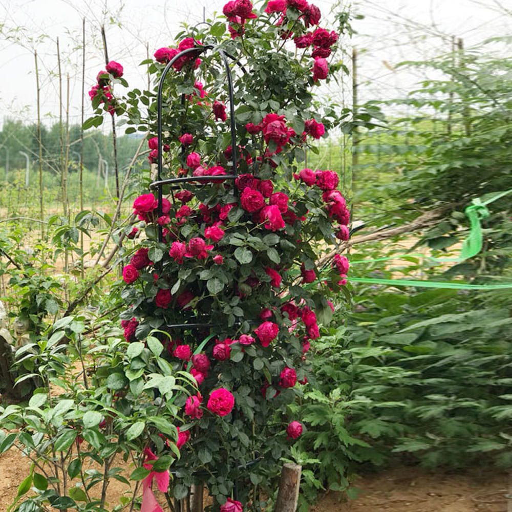 체인 넝쿨 철제 Q1082725 카페 식물 유럽식 정원 오벨리스크 지지대