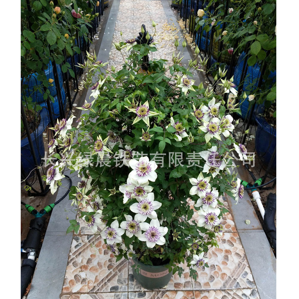 받침대 화분 대소SET 지지대 오벨리스크 베란다정원 Q1082727 철제 슬림