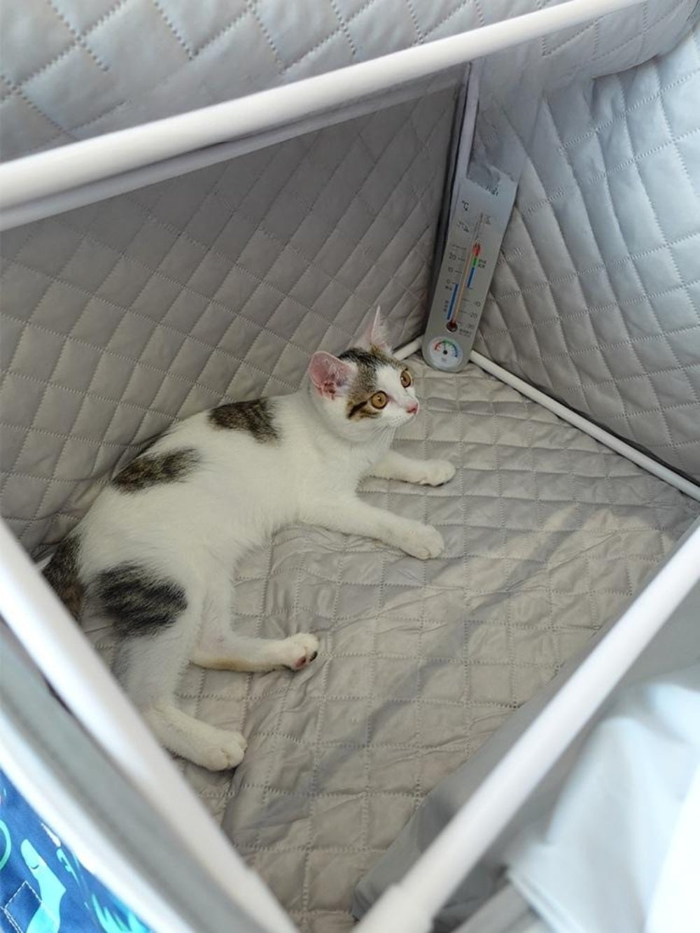 길고양이겨울집 실외고양이집 길냥이 강아지 하우스 BK3081813