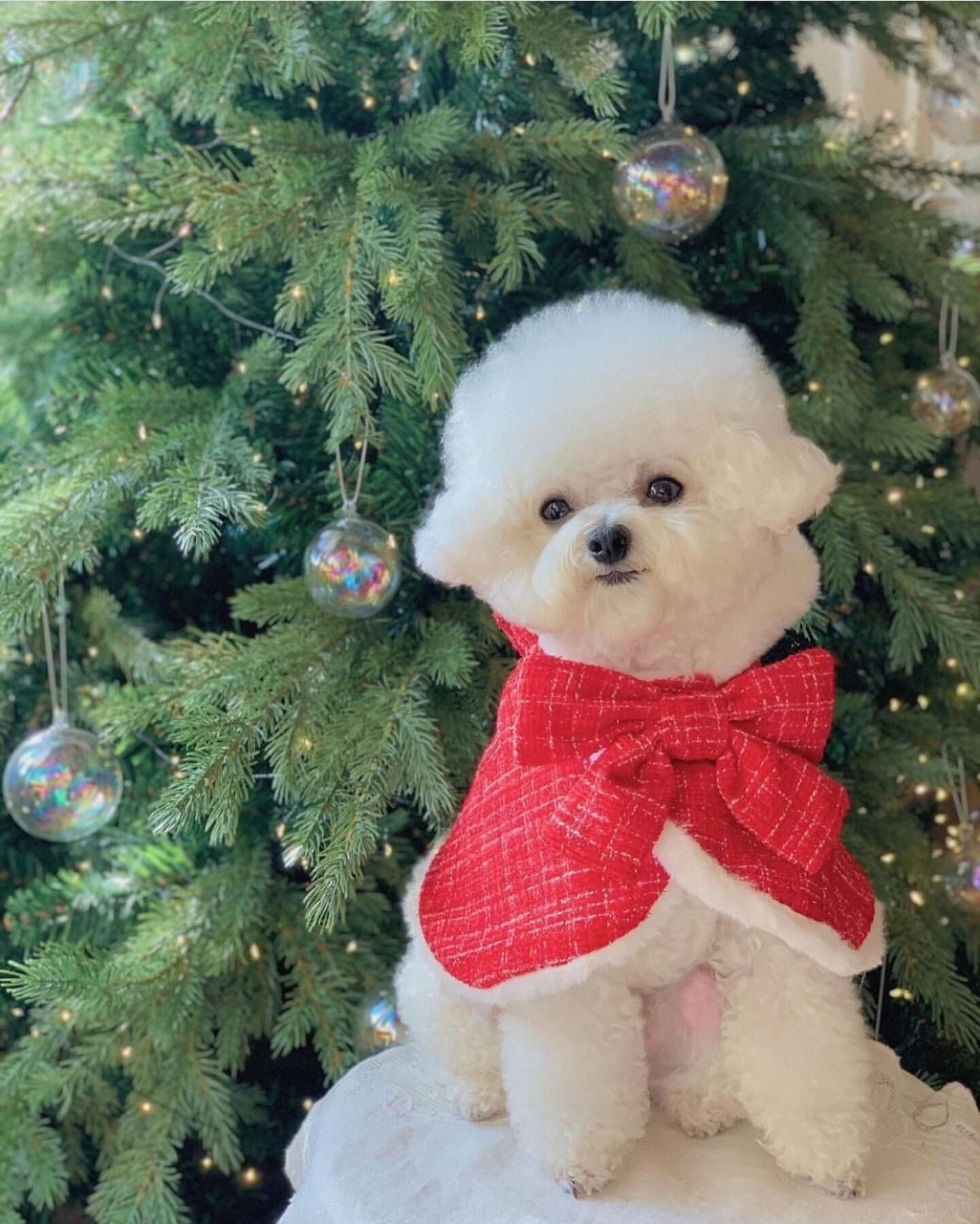 JIKTEM 겨울옷 따뜻한 후리스 소형견 반려견 조끼 애견 반려동물 크리스마스 망토 WW3112203