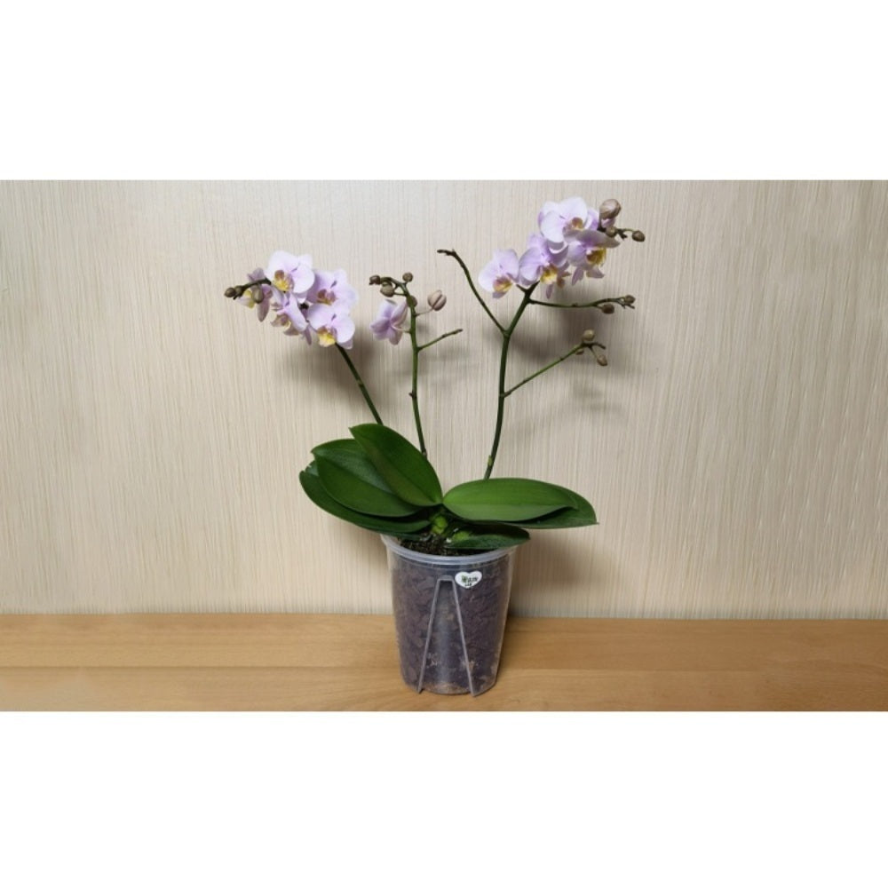 JIKTEM 모종 화분 트레이 컵포트 모판 옥상 플라스틱 베란다 WX4012511