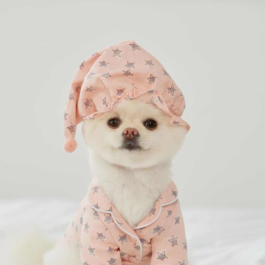 강아지셔츠 홈웨어 파자마 실내복 수면티 JIKTEM BW4032435