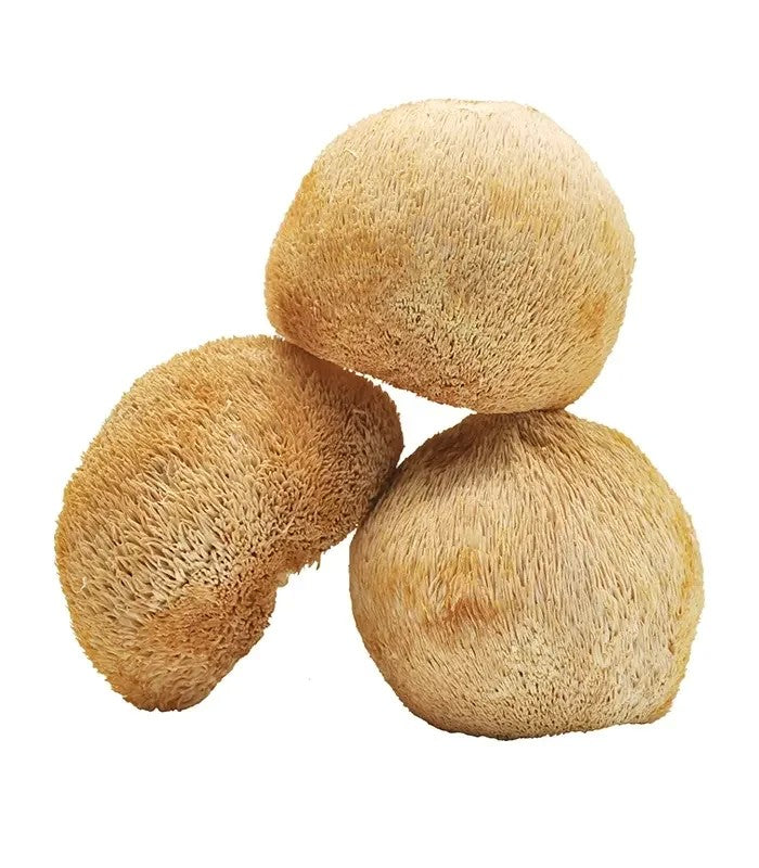 말린 노루궁뎅이버섯 건조 버섯 250g 500g 중국 특산 JIKTEM BW5092420