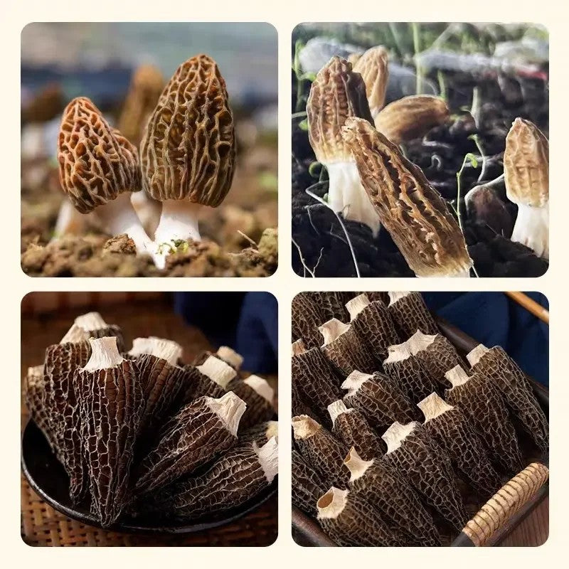 말린 곰보버섯 건모렐버섯 특급  50g 100g 중국 특산품 JIKTEM WW5103120