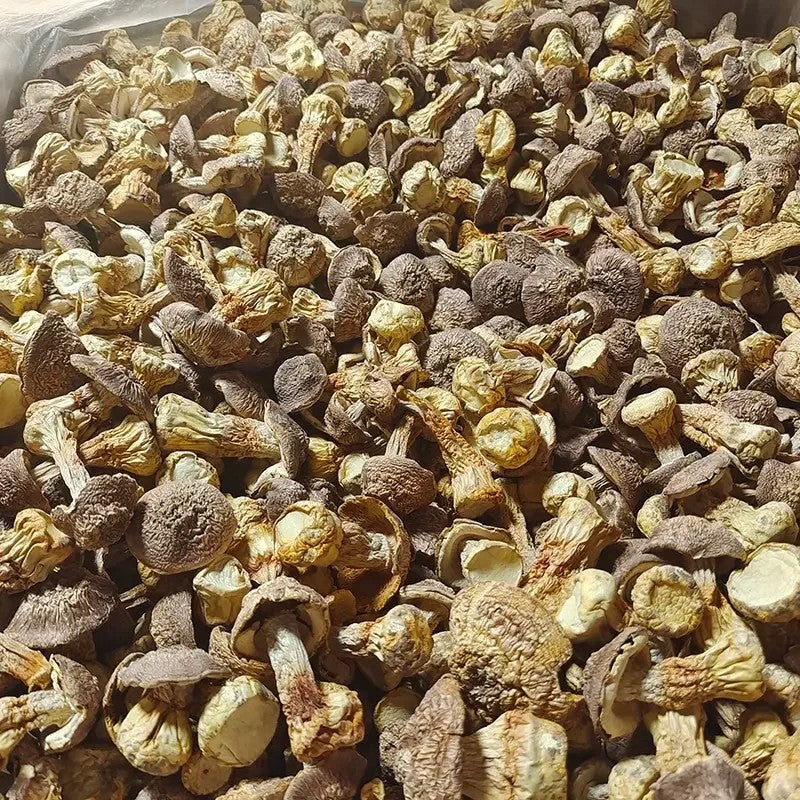 말린버섯 건조 새송이버섯 250g 500g 버섯왕국 윈난 JIKTEM WW5120402