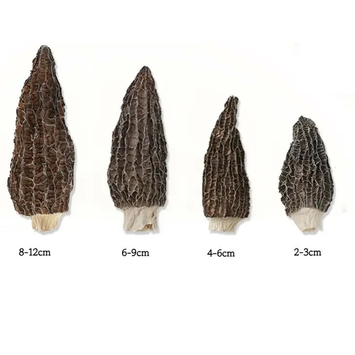 말린 곰보버섯 6-9cm 50g 100g 건조 모렐버섯 JIKTEM WW5120817