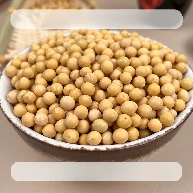 대두콩 메주콩 1kg 1개 2개 두유콩 노란콩 중국산 JIKTEM BJ5121307