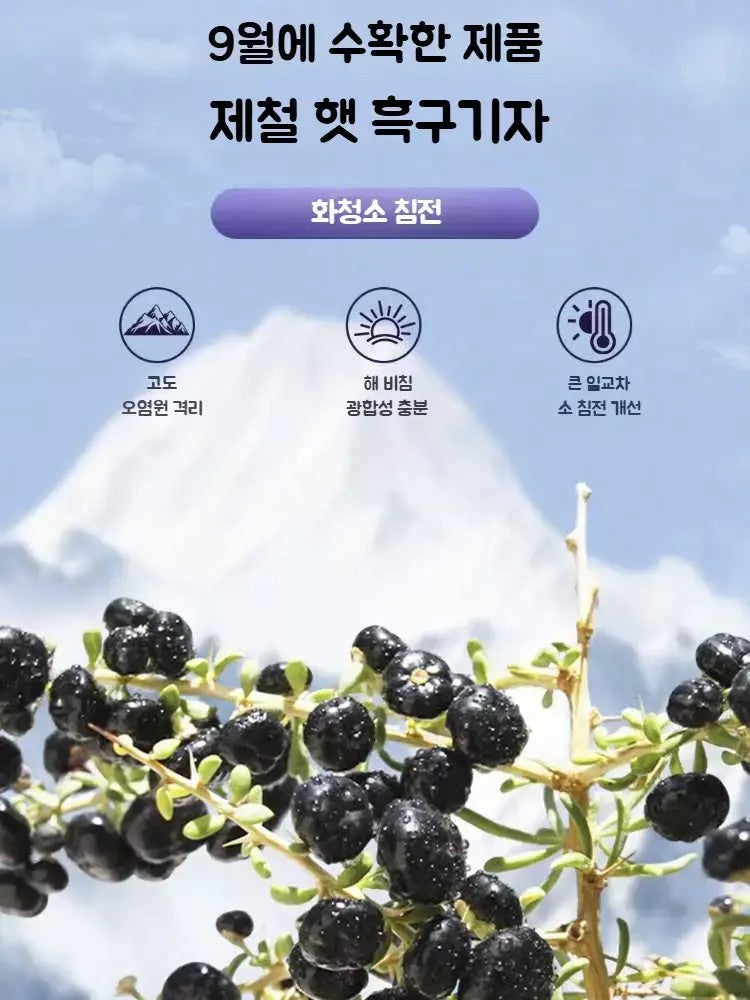 흑구기자차 말린 블랙 구기자 큰열매 110g 2개 3개 JIKTEM WW5121806