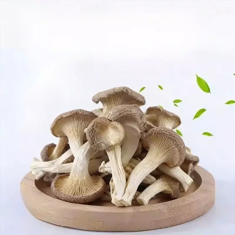 말린 느타리버섯  유기농 108g 3개 4개 건 느타리버섯 건조버섯 6D0105