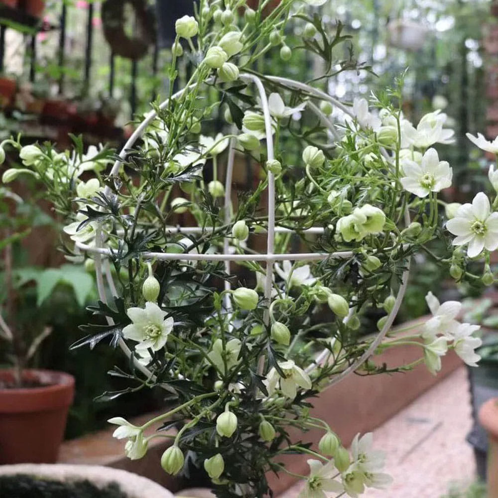 넝쿨 Q1082724 지지대 정원 철제 화단 조경 오벨리스크 넝쿨 화분