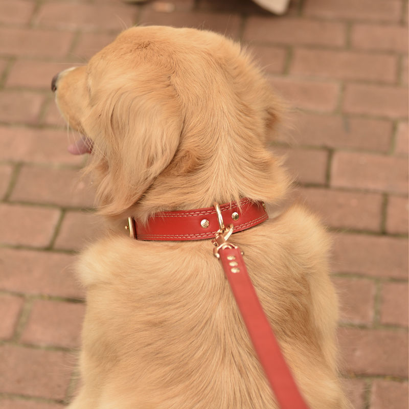 레더 Q2041203 목걸이 대중소 목줄 반려견