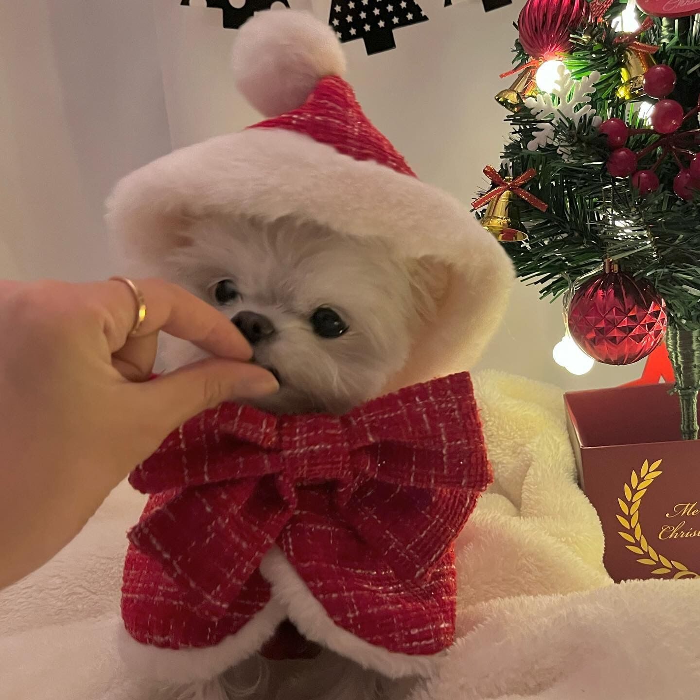 JIKTEM 겨울옷 따뜻한 후리스 소형견 반려견 조끼 애견 반려동물 크리스마스 망토 WW3112203